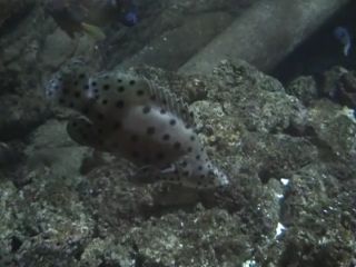fish1.jpg