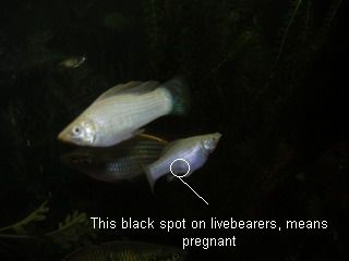 fish1.jpg