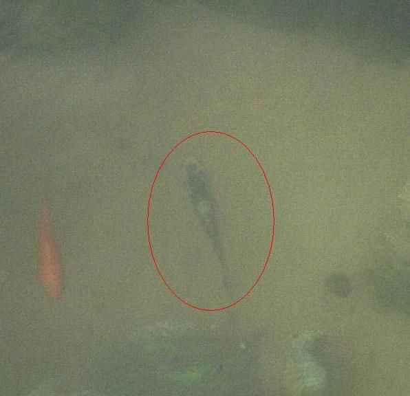 fish1.JPG
