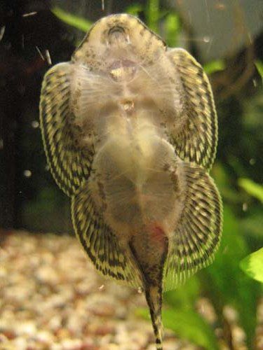 Fish1.jpg