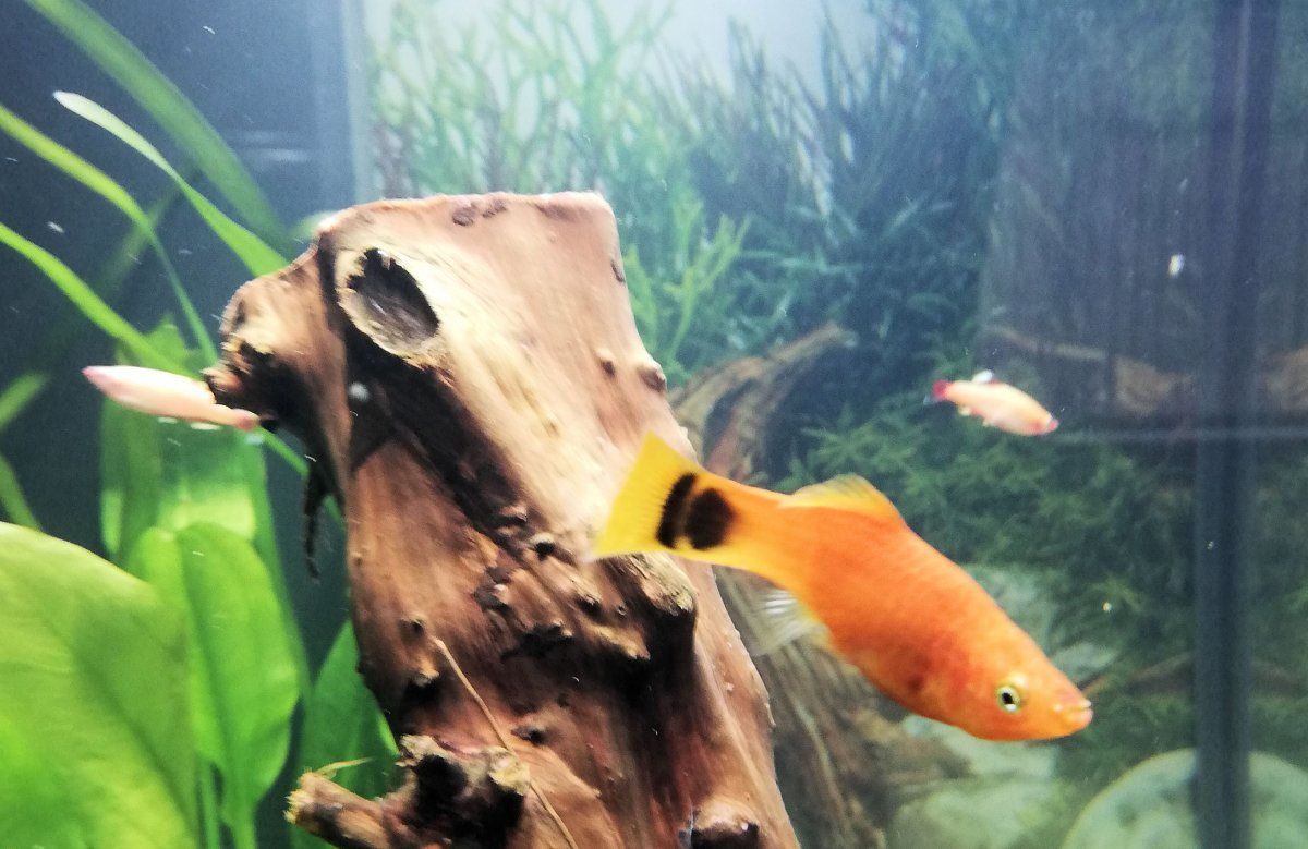 Fish1.jpg