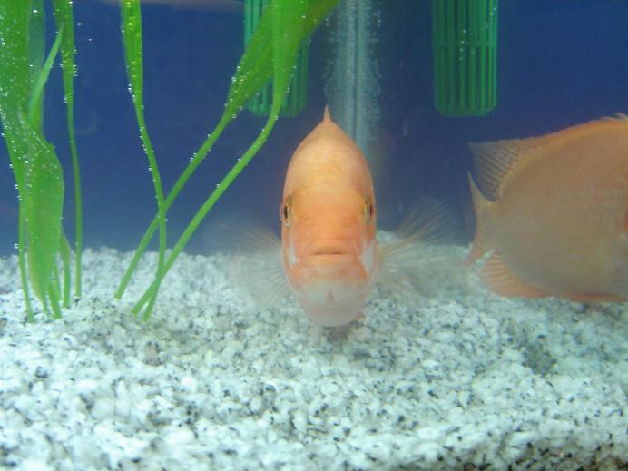 fish111.JPG