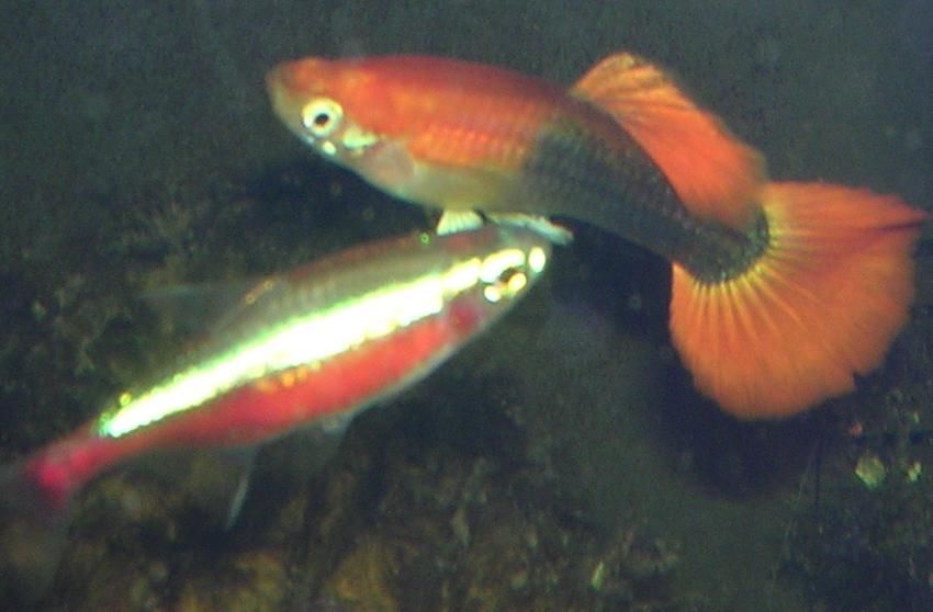 fish2.JPG