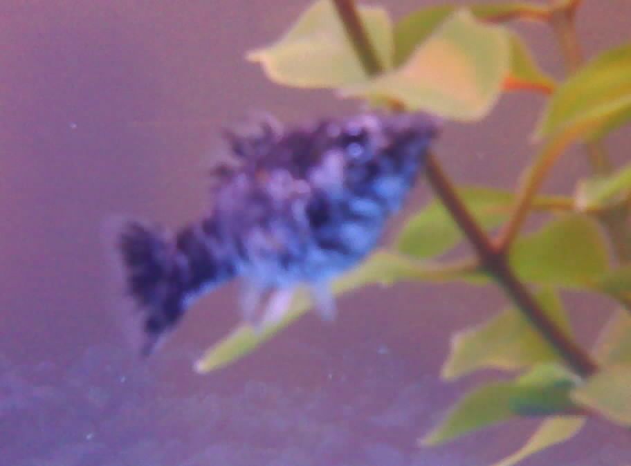 fish2.jpg