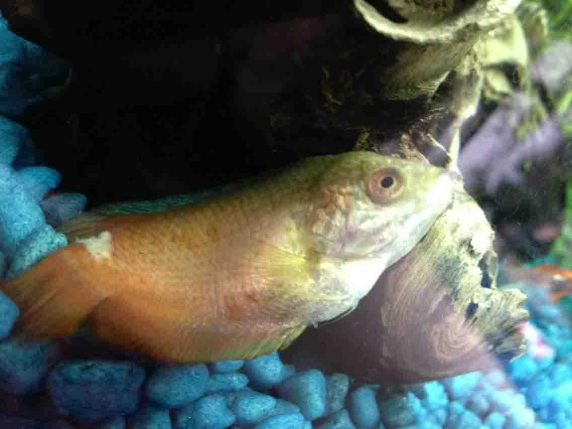 fish2.jpg