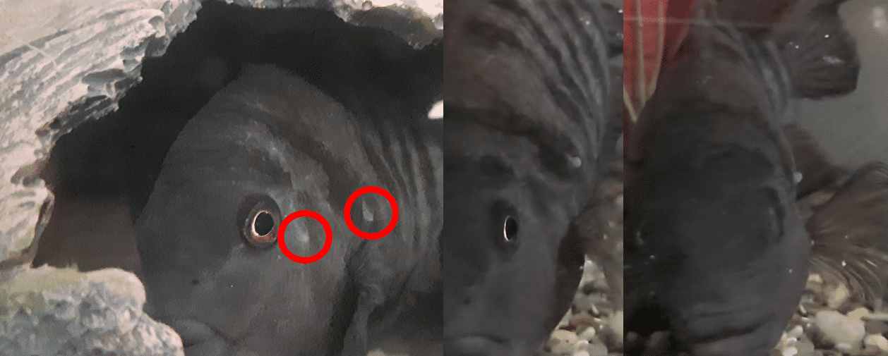 fish2.PNG