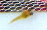 fish2_0251.jpg