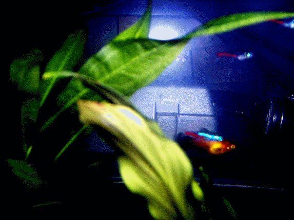 fish3.jpg