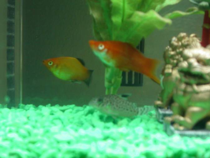 Fish3.jpg