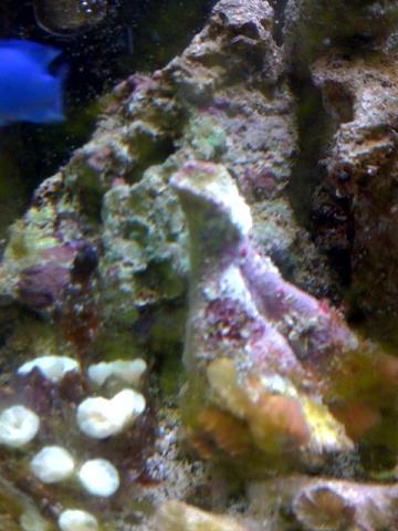 fish3.JPG