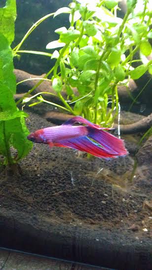 fish7.jpg