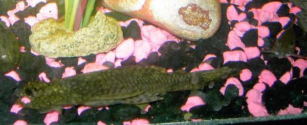 fish_001.jpg