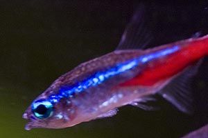 fish_001.jpg