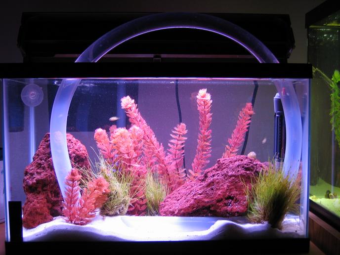 fish_005_crp.JPG