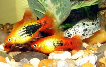 fish_007.jpg