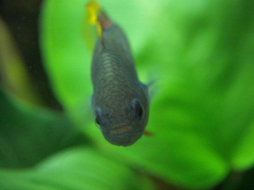 Fish_0081.jpg