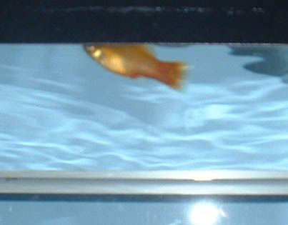 fish_1.jpg