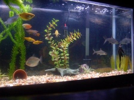 fish_3.jpg