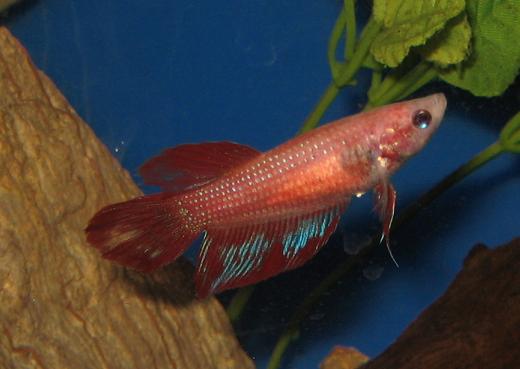Fish_392.jpg