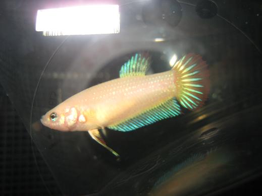 fish_481.jpg
