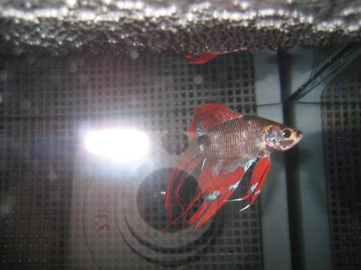 fish_482.jpg