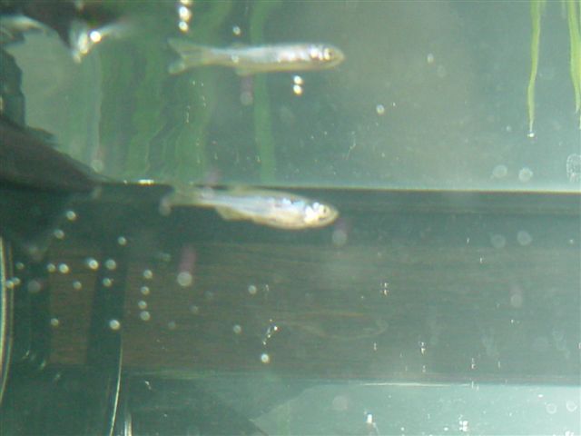 Fish__Part_2_026.jpg