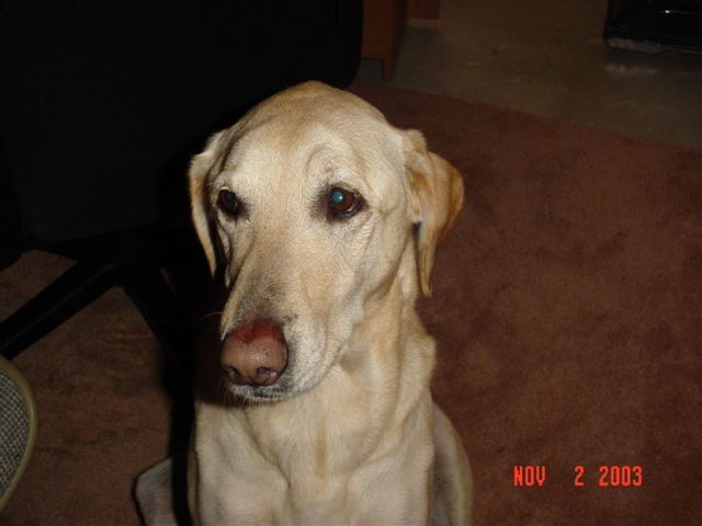 Fish_and_Dog_021.jpg
