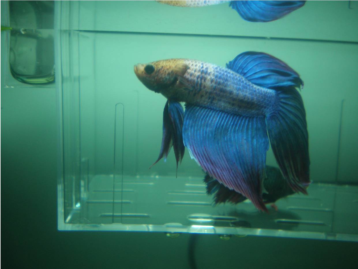 fish_face.jpg