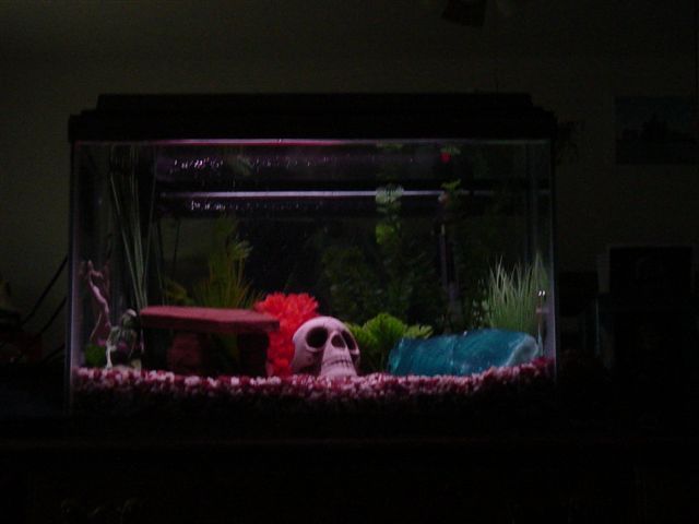 Fish_part_3_011.jpg