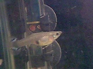 fish_pic.jpg