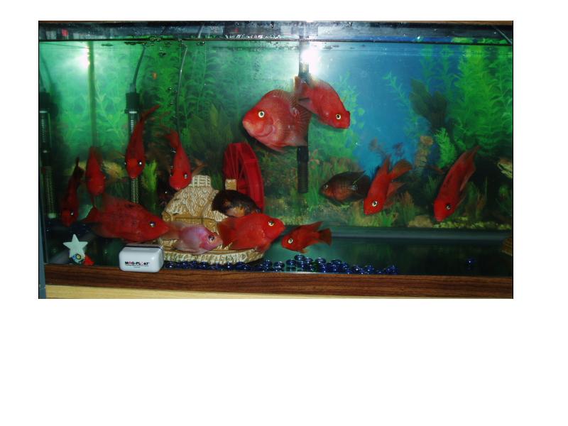Fish_pic_01.JPG