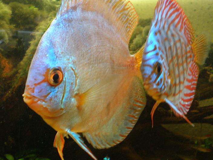 Fish_Pictures_014.jpg