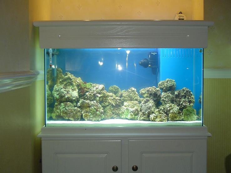 Fish_tank_photo_s_8.JPG