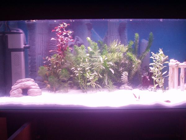Fish_Tank_Pics_010.jpg