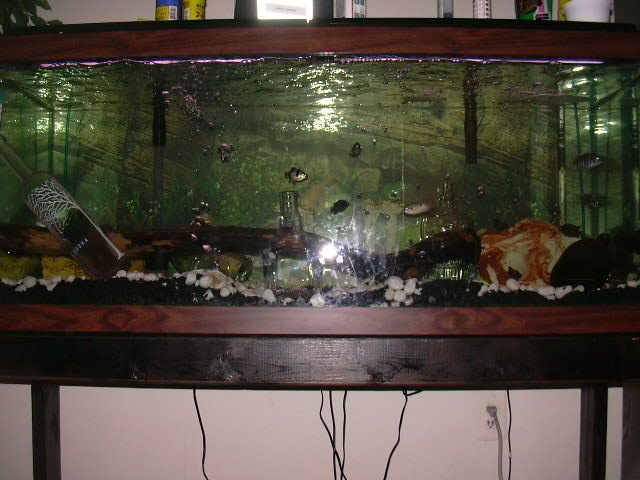 fish_tank_with_flash_on_the_bottom.JPG