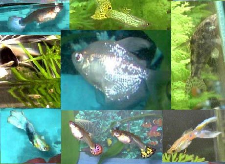 fishcollage.JPG