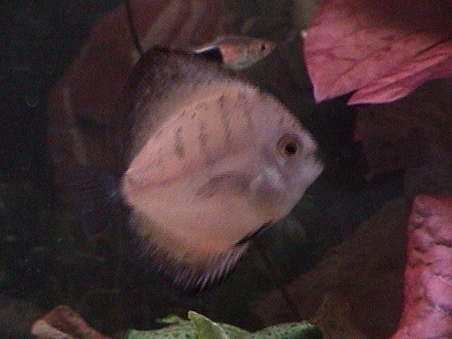 fishies_004.jpg