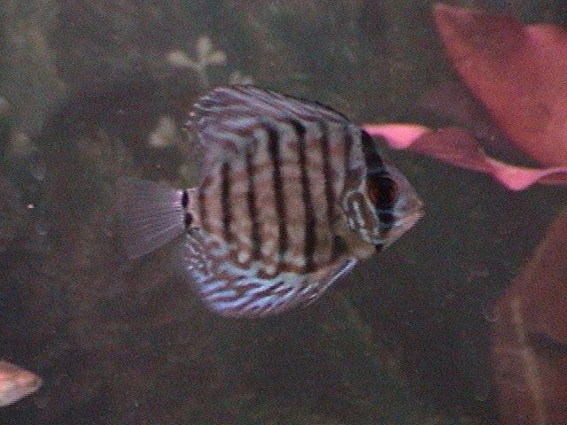 fishies_006.jpg