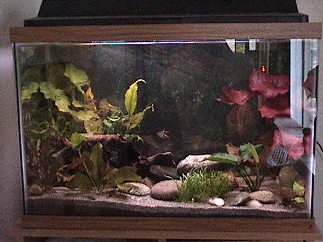 fishies_008.jpg