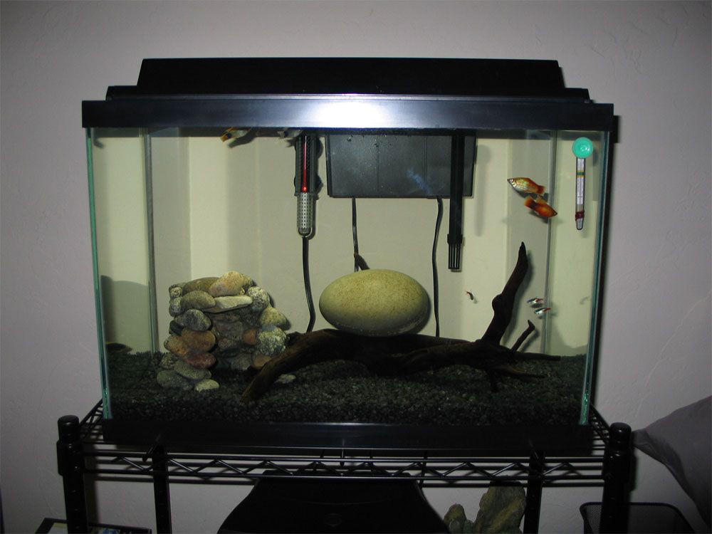 FishPic12_Layer_1.jpg