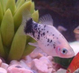 fishplaty.jpg