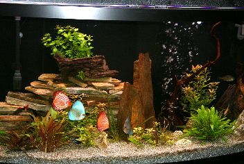 fishresize.jpg
