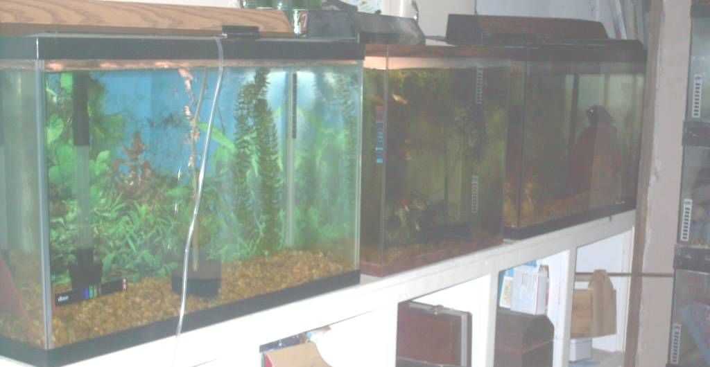 fishroom_002.jpg