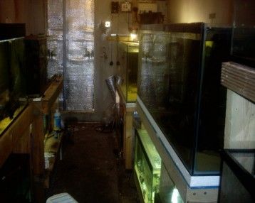 fishroom_pictures_001.jpg