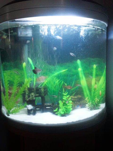 Fishtank.jpg
