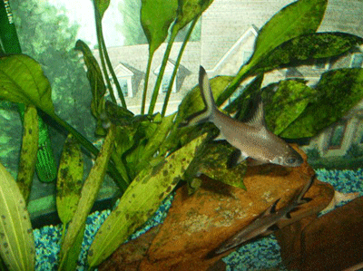 Fishtank_Algae__2_.gif