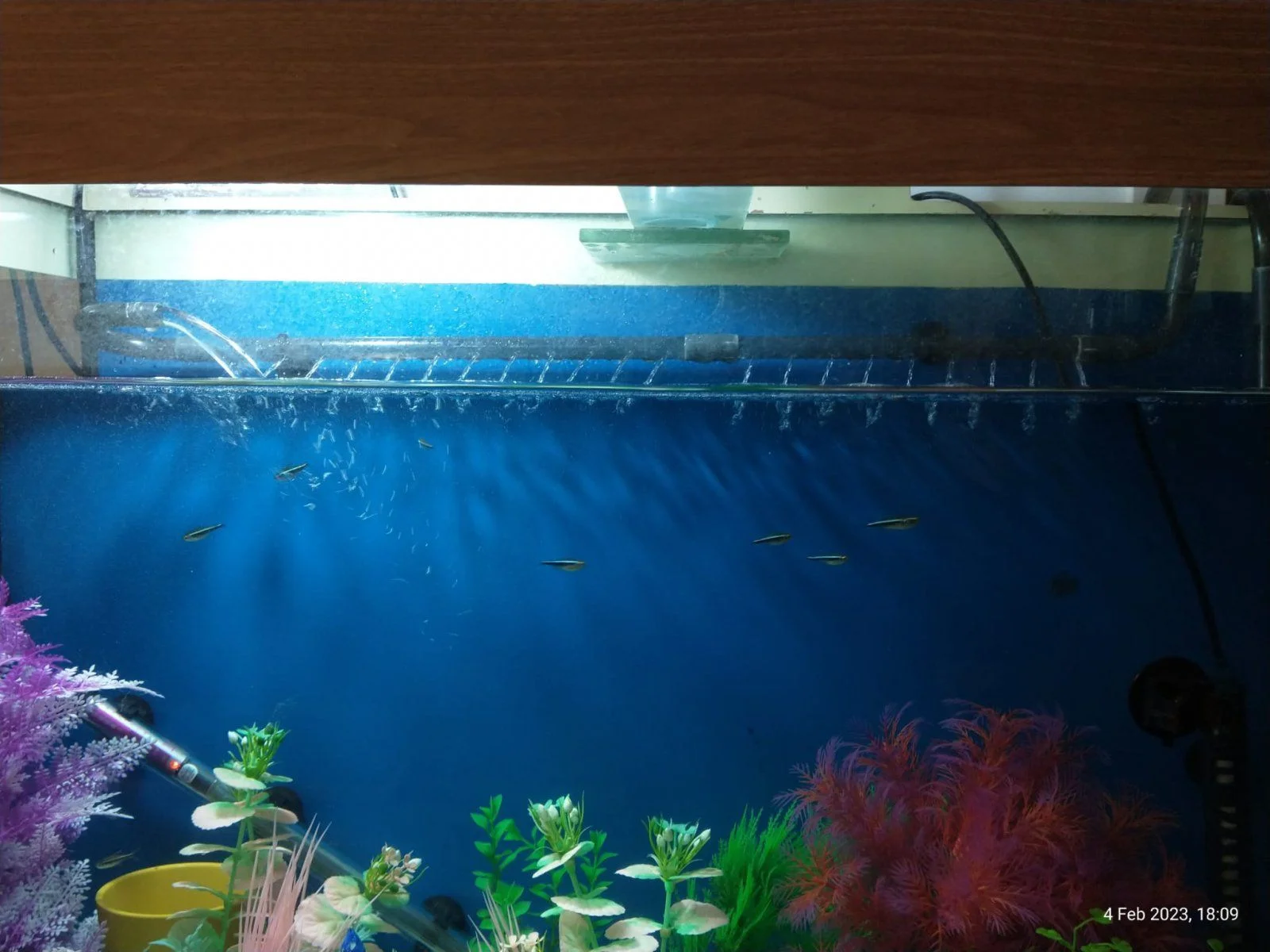 FishTankAir.jpg