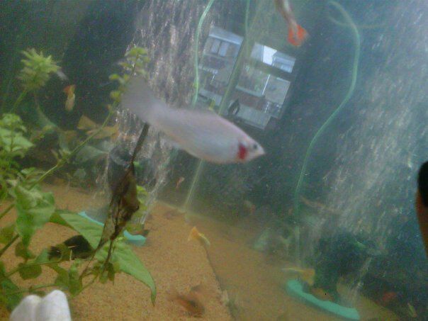 fishy1.jpg
