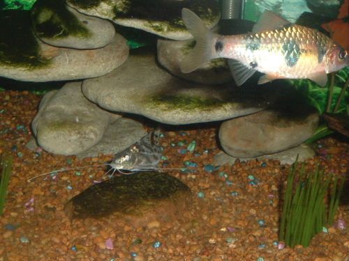 fishy3_049.jpg