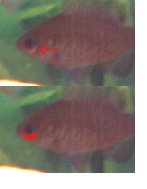 fishywishy.jpg